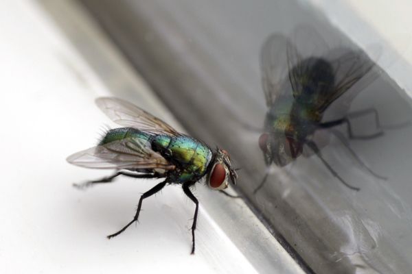 house fly