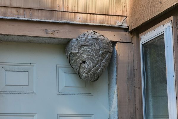 hornet nest
