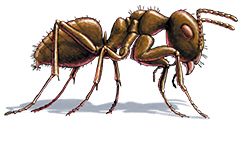 Moisture ant