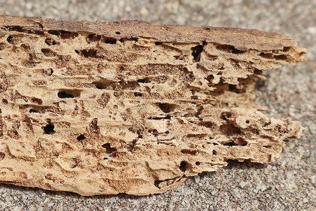AdobeStock_196830845