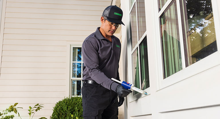 termite inspection
