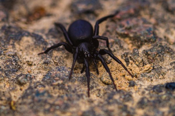 Funnel-web spider