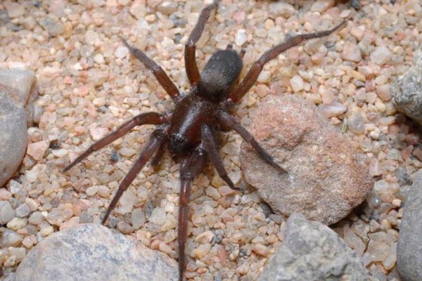 Ground spider