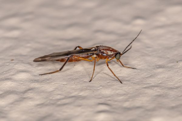 Biting midge