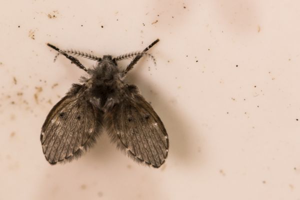 Drain fly