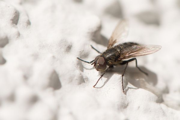 Lesser house fly