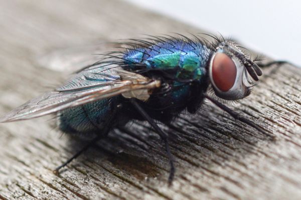 Bluebottle fly