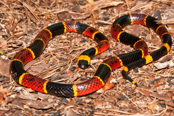 Coral snakes