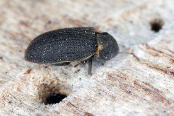 Powderpost beetle