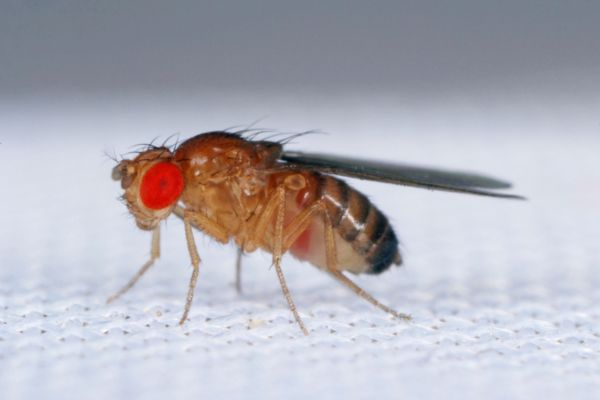 Fruit fly