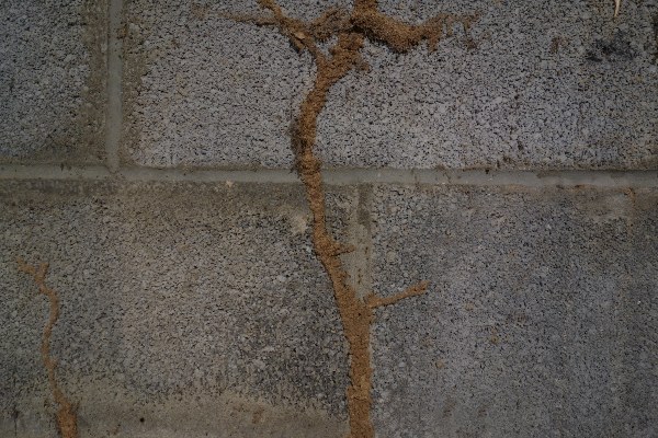 Termite mud tubes