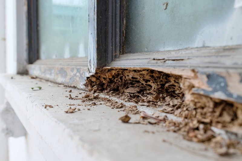 window with termite damage