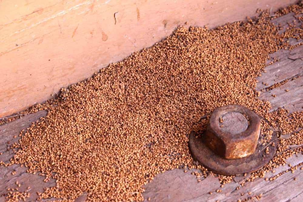 termite droppings