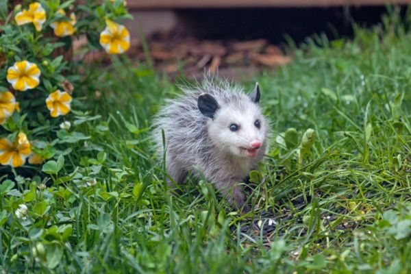 baby opossum in yard