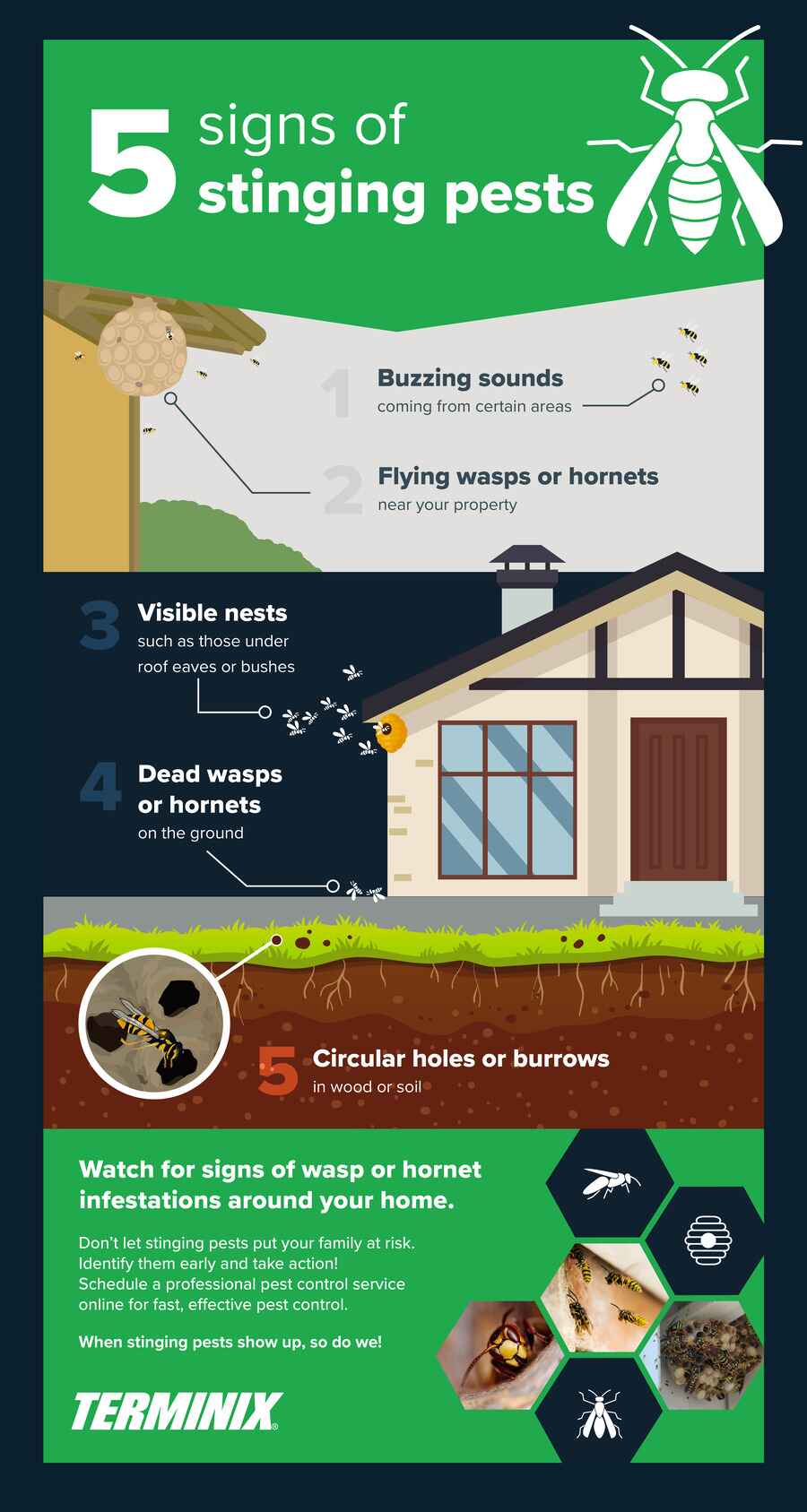 5 signs of stinging pests