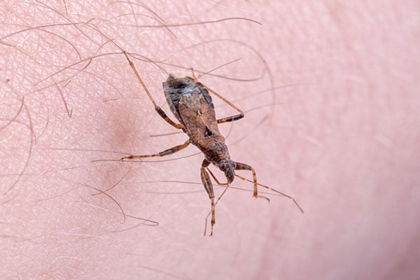 kissing-bug