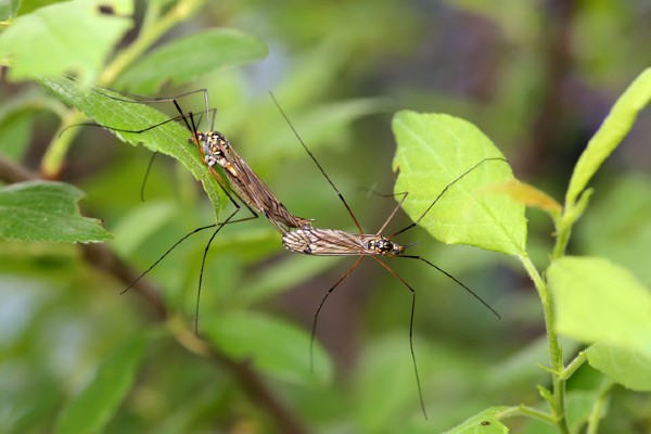 mosquitoes mating
