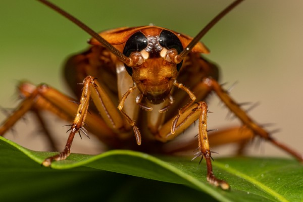 roach body segmentation