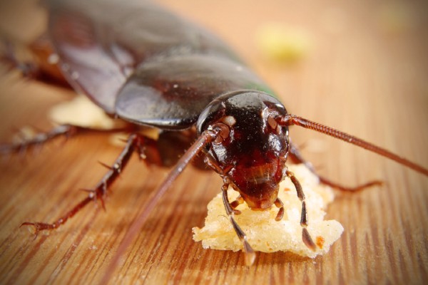 roach mandibles maxillae