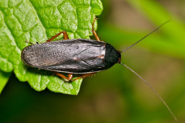 smokybrown cockroach top view