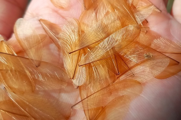 discarded wings