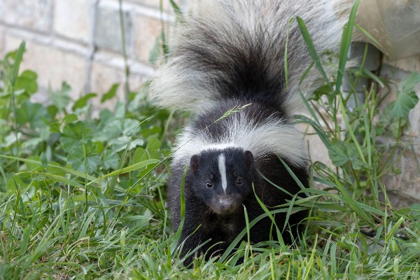 tmx skunk in yard