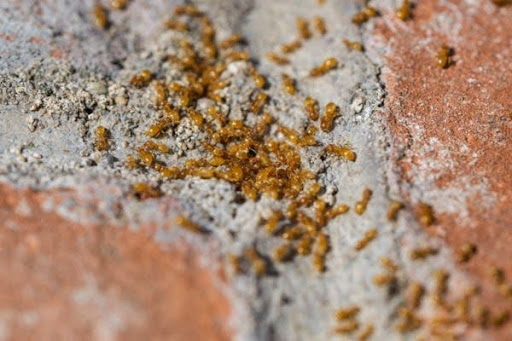 citronella ants