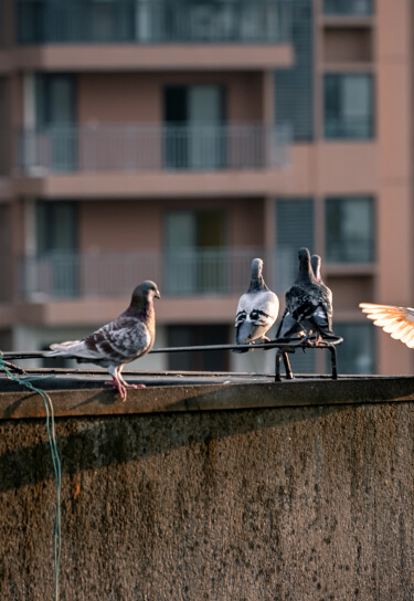 Pigeons on building roof