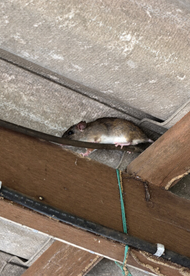 Rat on roof beams
