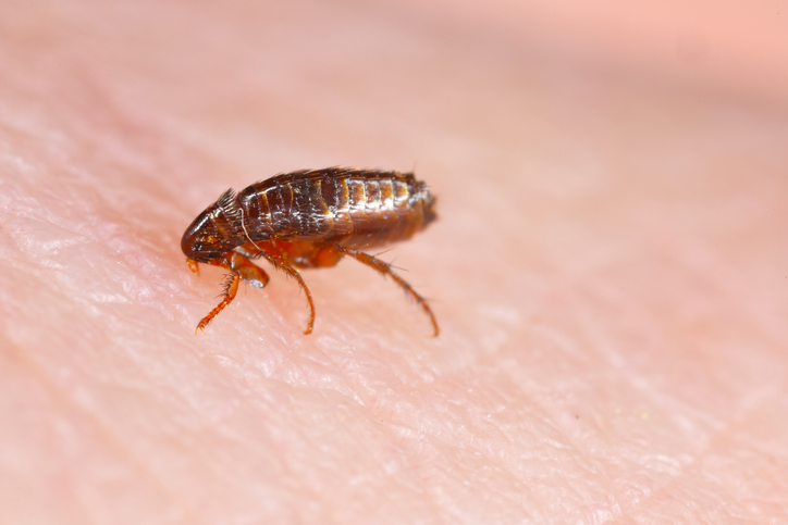 Fly on human skin