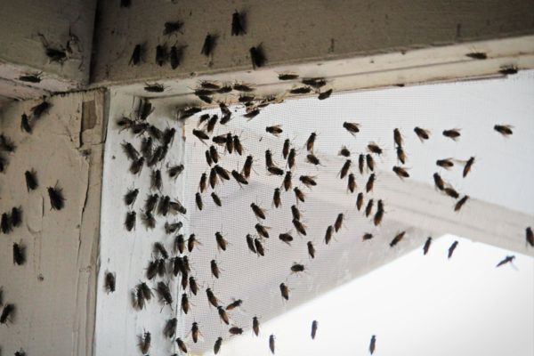 Common flies