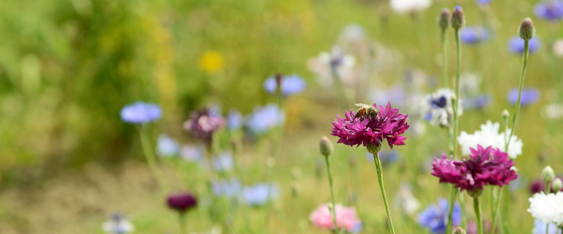Field of flowers