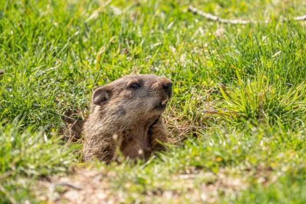 Groundhog