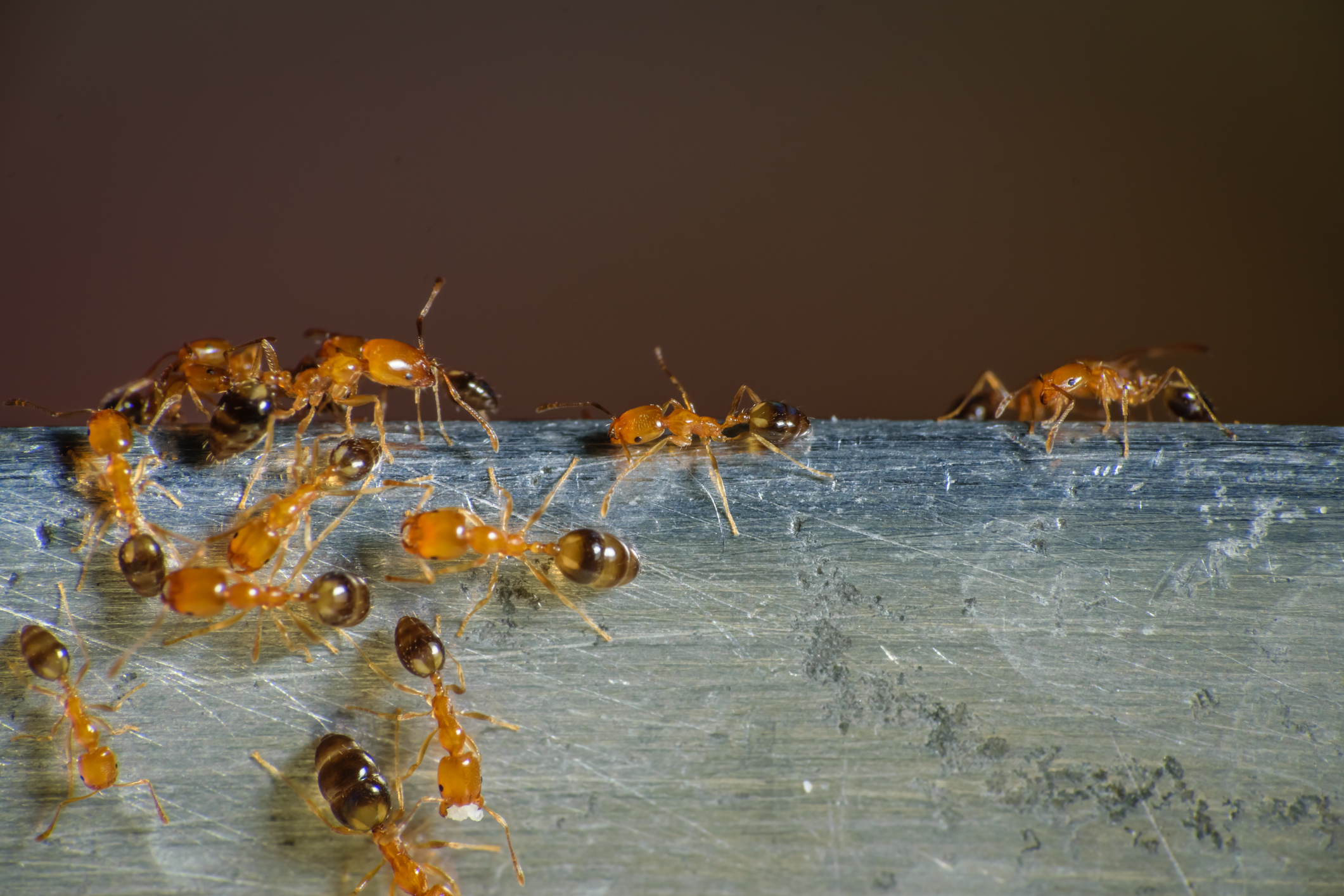 Pharaoh ants