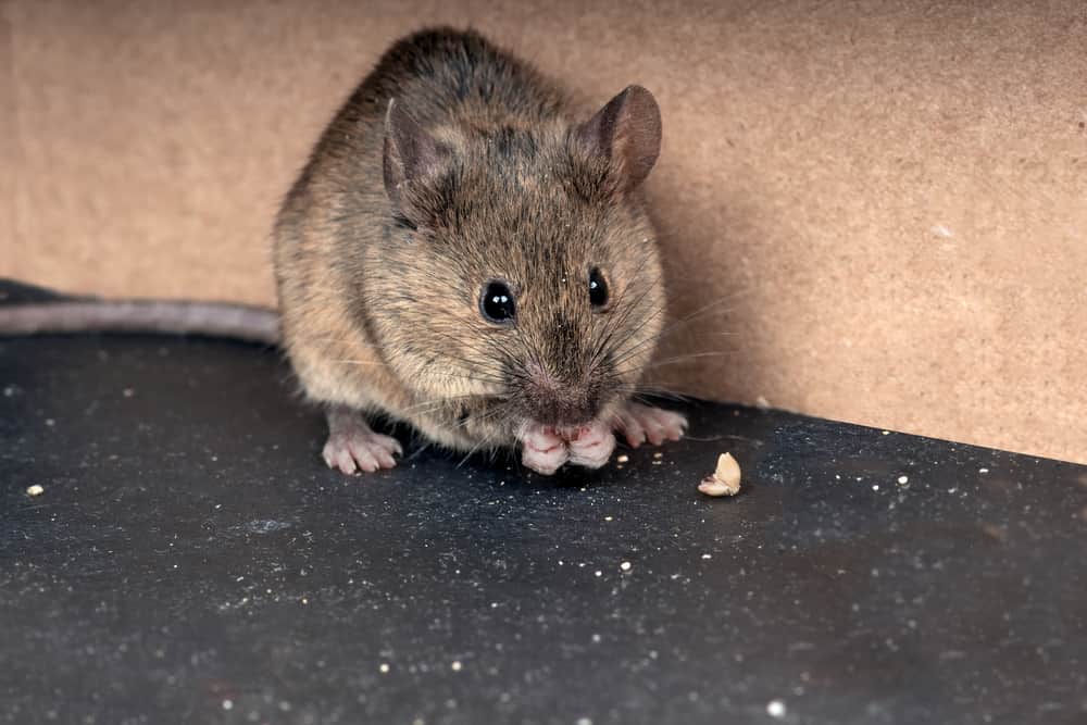 Mouse droppings