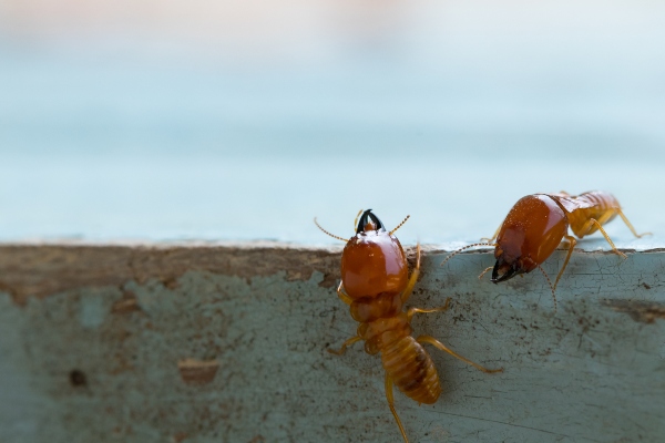 Termites on wall