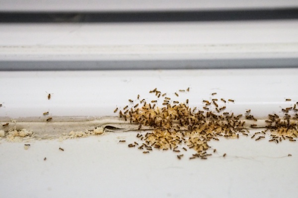 Ant infestation