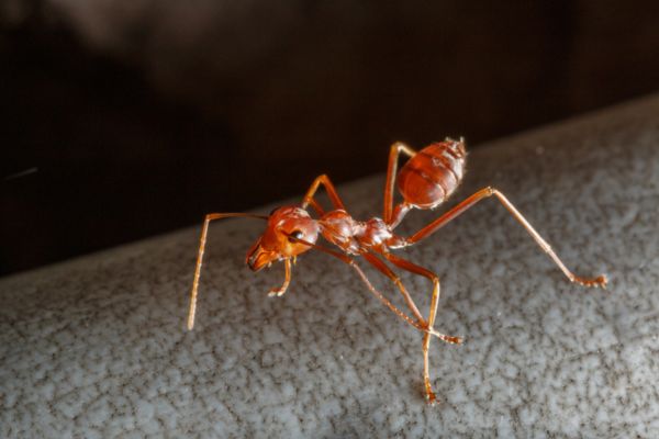 Red ant look-alikes