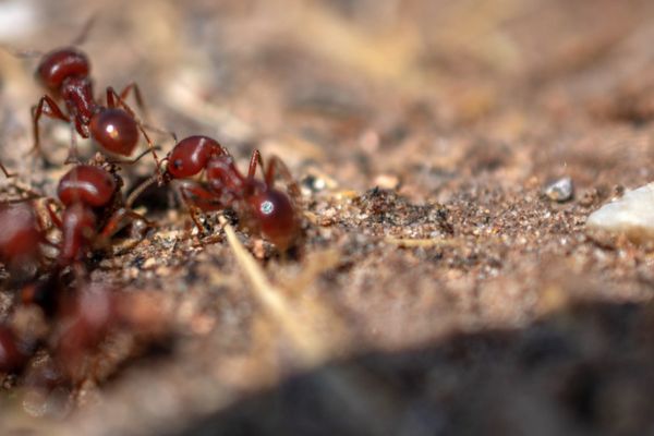 Southern Fire Ants