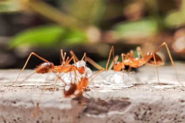 Tropical Fire Ants