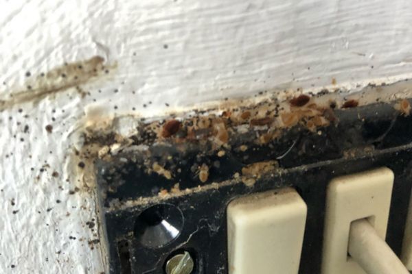 Bed bug infestation