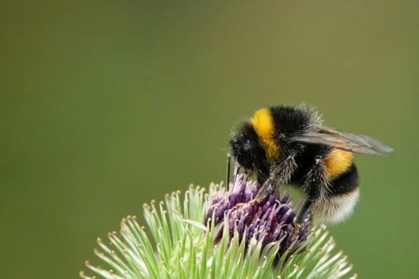 Bee on flower
