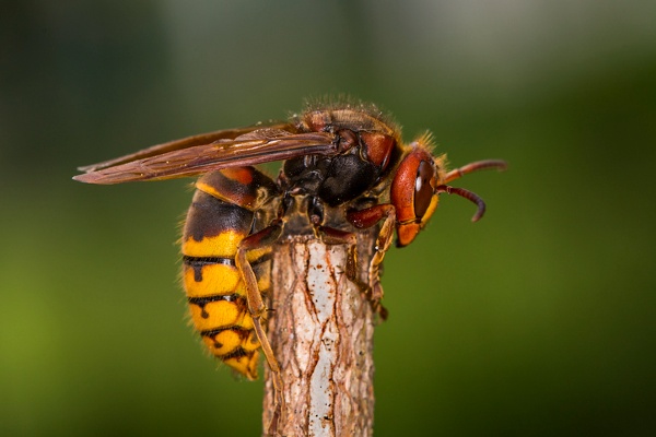 European Hornet