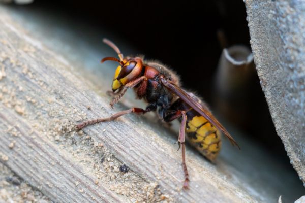 Side close up of hornet