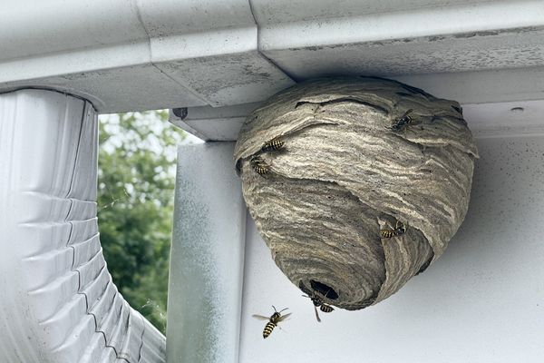 Wasp Nest on Roof