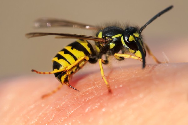 Wasp stinger