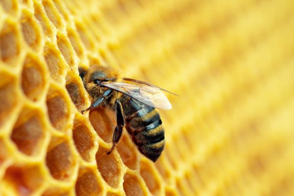 Working bee