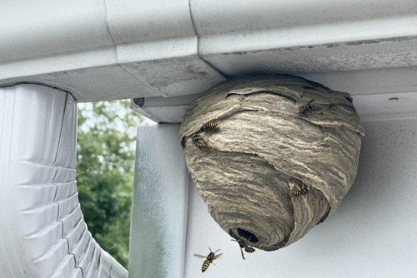 Yellowjacket nest
