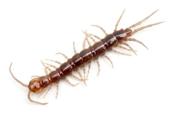 Centipede on white background