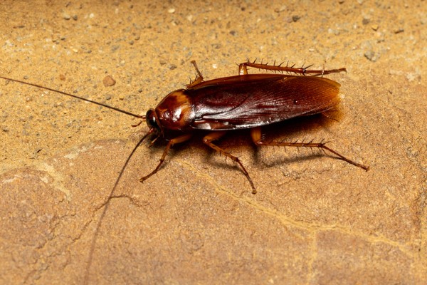 Cockroach concrete floor